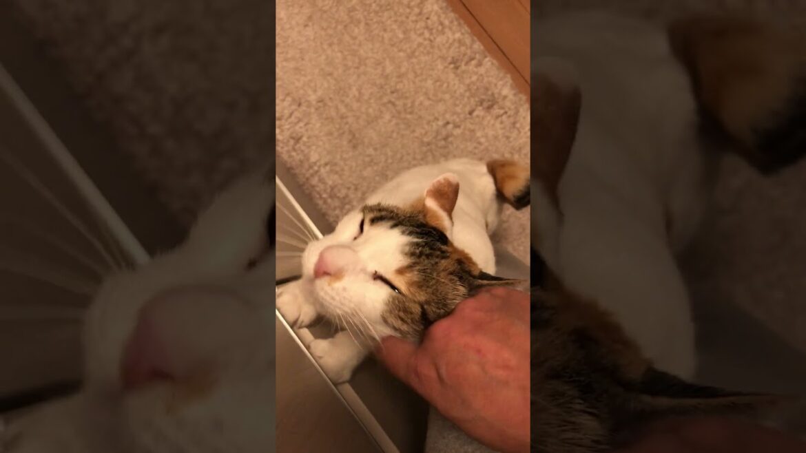どうしても甘えたい#猫#ボブテイル#撫でて