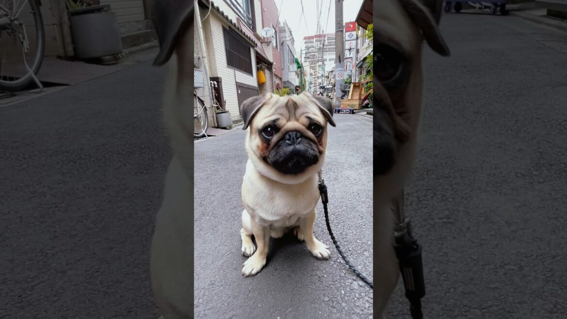[パグ]路地の犬🐶 (dog in the alley) #shorts