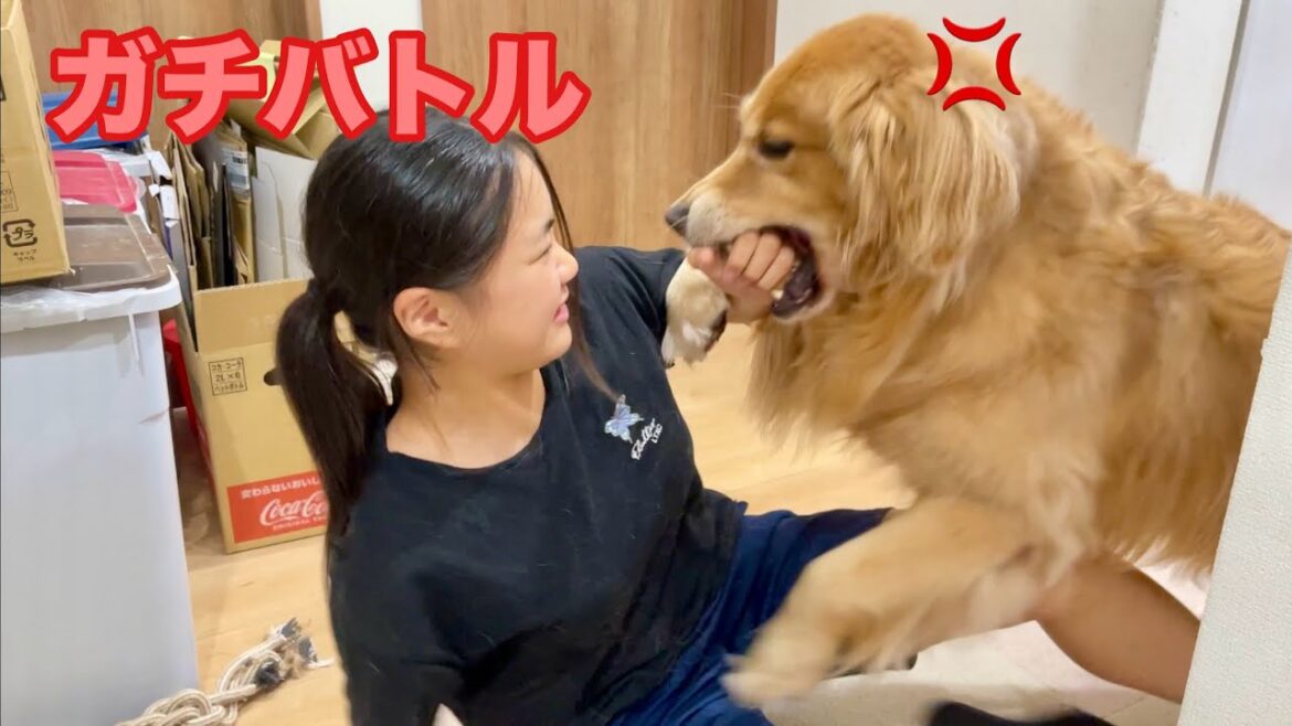 お互い一歩も引かないガチバトルの愛犬と娘【ゴールデンレトリバーとミニチュアダックスフンド】 お互い一歩も引かないガチバトルの愛犬と娘【ゴールデンレトリバーとミニチュアダックスフンド】