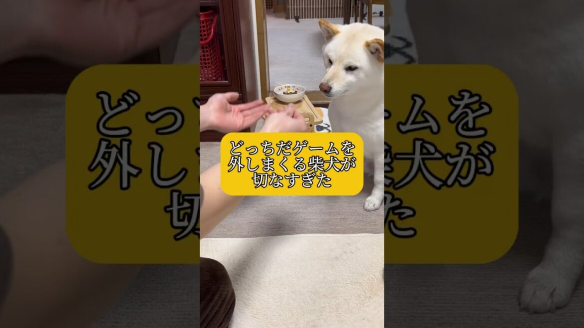 どっちだゲームを外しまくる柴犬が切なすぎた🤣　#shorts #柴犬 #犬