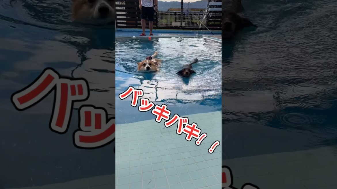 コーギーとダックスの水泳大会 / Corgi and Dachshund Swim Meet #shrots  #corgi #コーギー #プール #必死