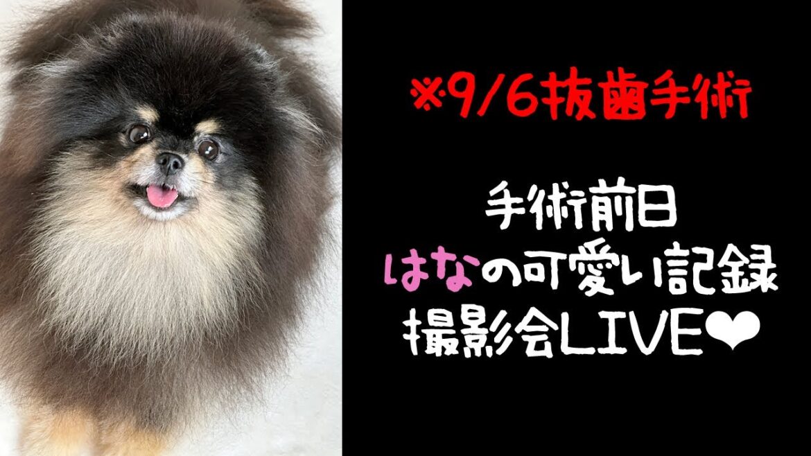 術前配信!8年見慣れた姉ポメラニアン最後の顔立ちの瞬間の撮影会LIVEです✨【生配信】 術前配信!8年見慣れた姉ポメラニアン最後の顔立ちの瞬間の撮影会LIVEです✨【生配信】