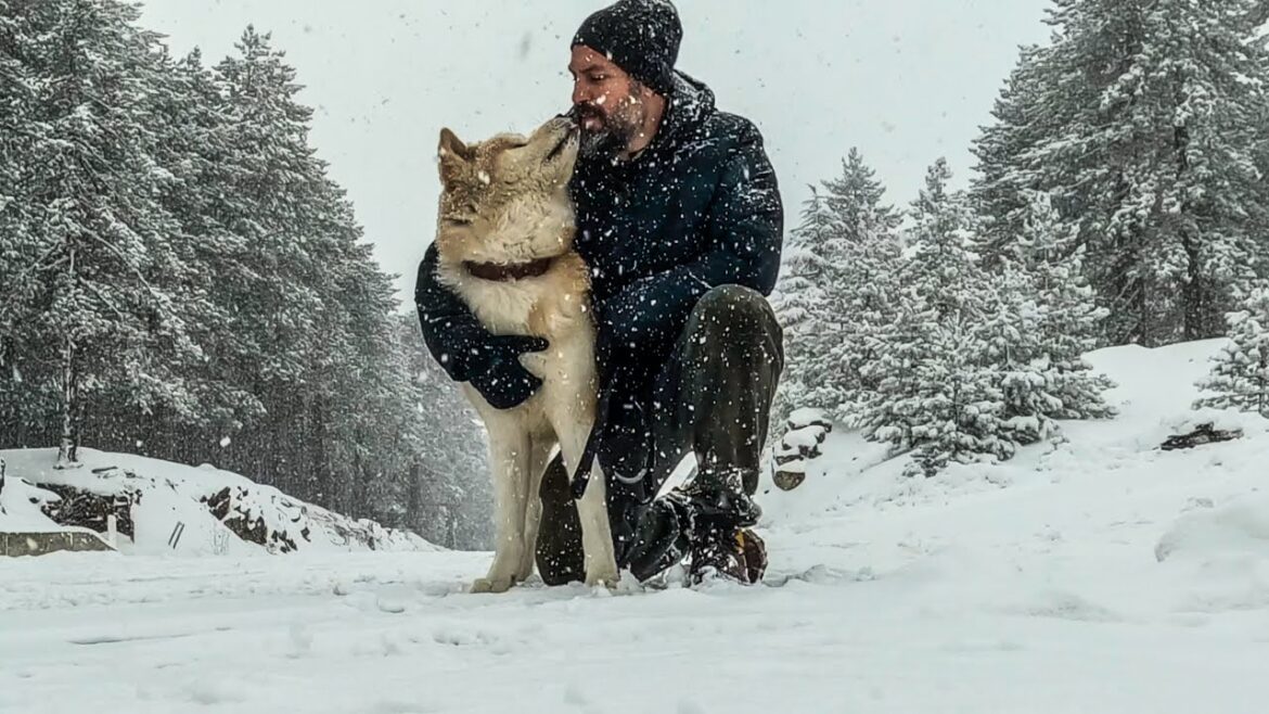The Akita Inu: Unveiling the Loyal Guardian of Japan | A Story of Unbreakable Bond and Courage