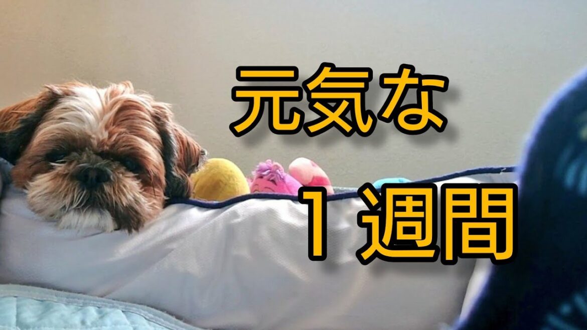 ワン week 🐶シーズー犬のｵﾚはな、ちろ