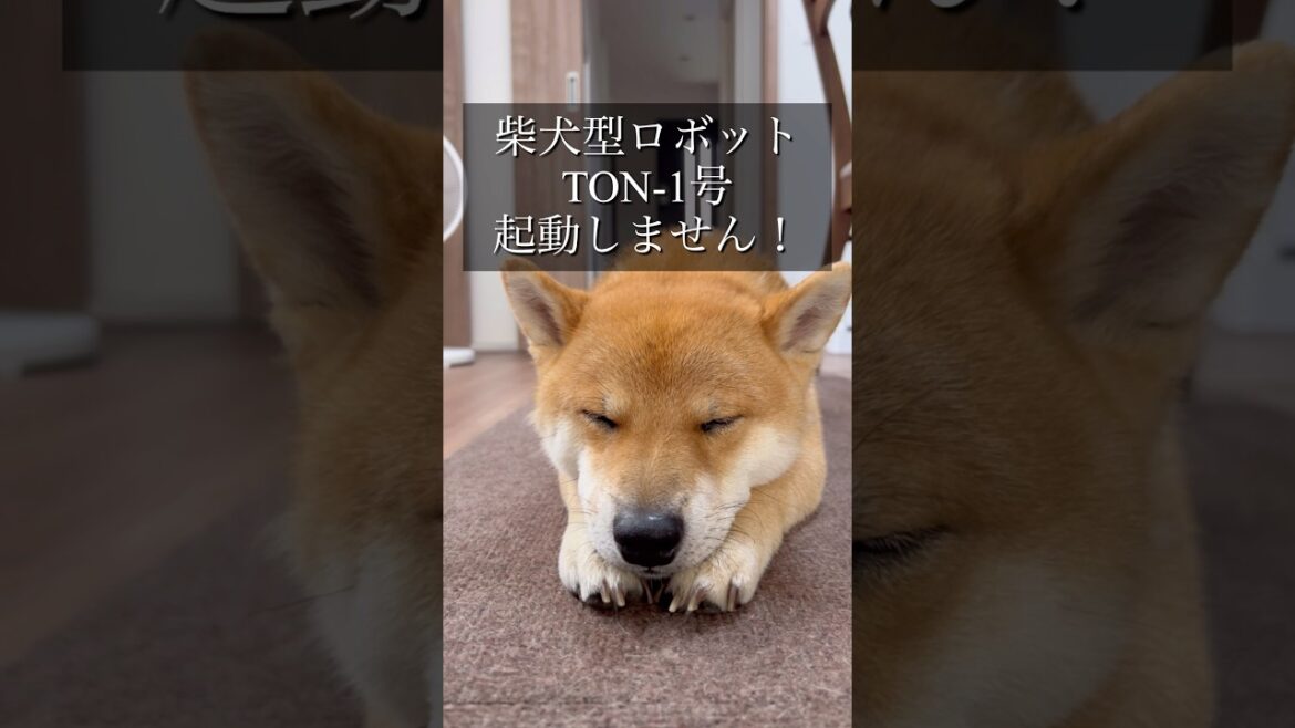 柴犬型ロボットTON-1号に、みんなのパワーをわけてくれ！　#柴犬　#柴犬とん