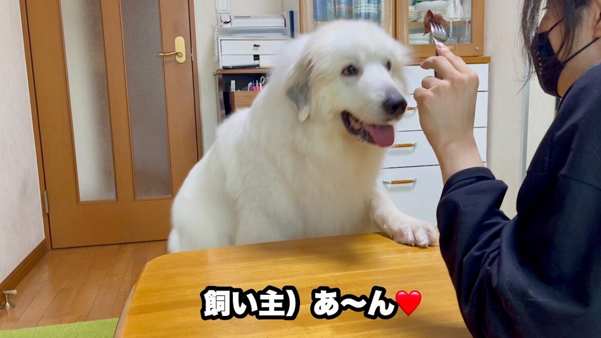 夏の終わりに超大型犬と恋人ごっこをする悲しき飼い主【あ〜ん編】 夏の終わりに超大型犬と恋人ごっこをする悲しき飼い主【あ〜ん編】
