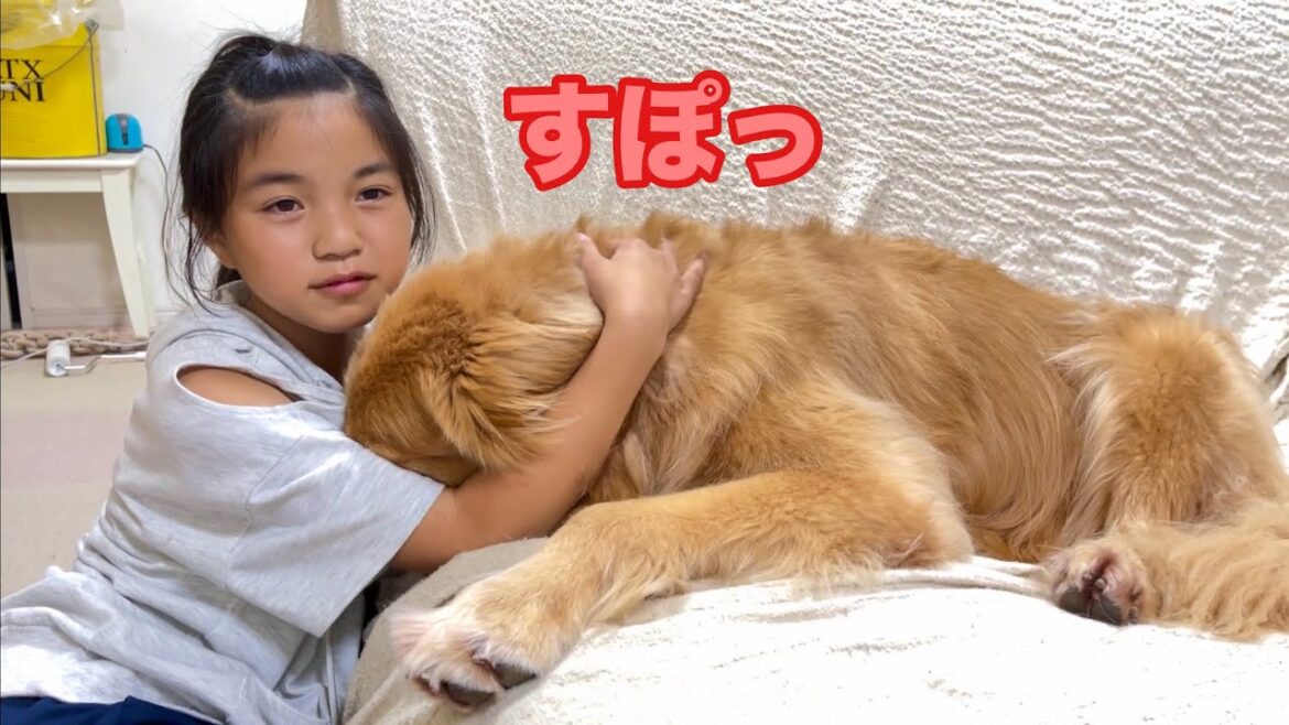 犬の特権をフル活用して娘にガッツリ甘える大型犬クッキー【ゴールデンレトリバーとミニチュアダックスフンド】