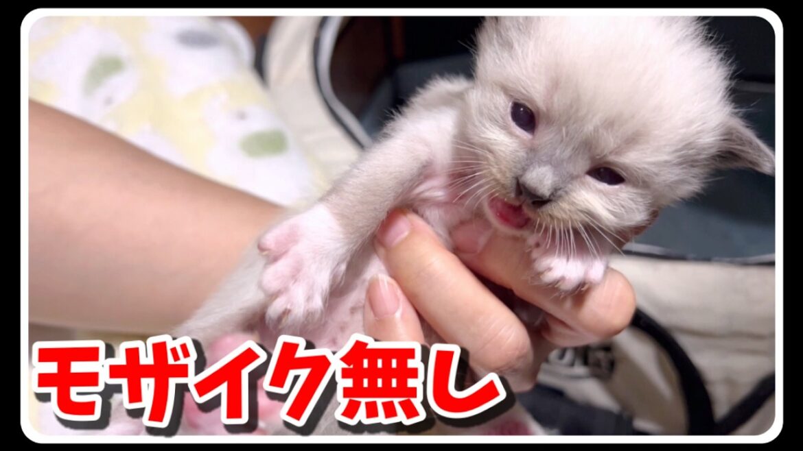 【閲覧注意・生後28日目】仲間の前で立派なうんちを出してしまった子猫 #ラグドール #猫 #子猫