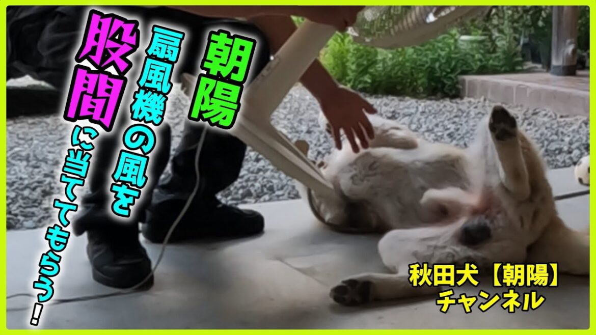 秋田犬【朝陽】チャンネル　扇風機の風を股間に当ててもらってアヘアヘする朝陽