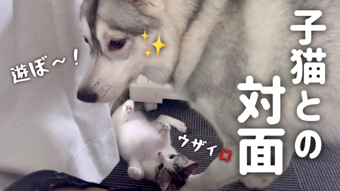 【子猫との対面】子猫に弄ばれるシベリアンハスキー【保護猫/捨て猫】 【子猫との対面】子猫に弄ばれるシベリアンハスキー【保護猫/捨て猫】