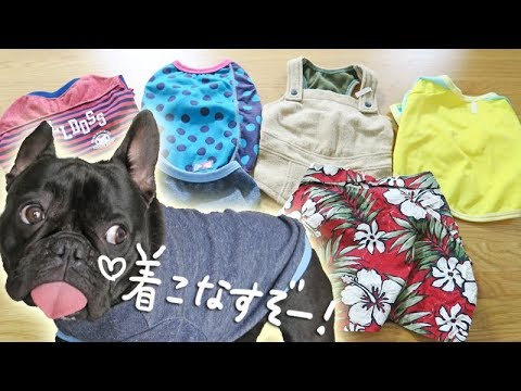 フレンチブルドッグ専門のお洋服店BULLDOSSでセール品爆買い フレンチブルドッグ専門のお洋服店BULLDOSSでセール品爆買い