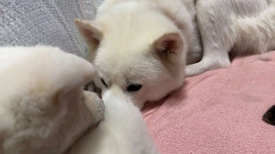 秋田犬の親子　幸せな日々