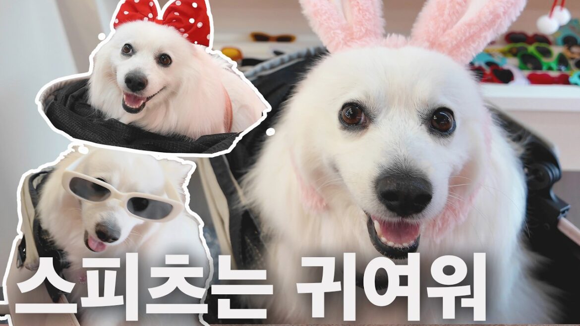 ENG | 스피츠 강아지와 함께한 경주 여행, 웃음 가득한 브이로그 | 사진 찍을때 강아지가 생각하는 예쁜 포즈는?