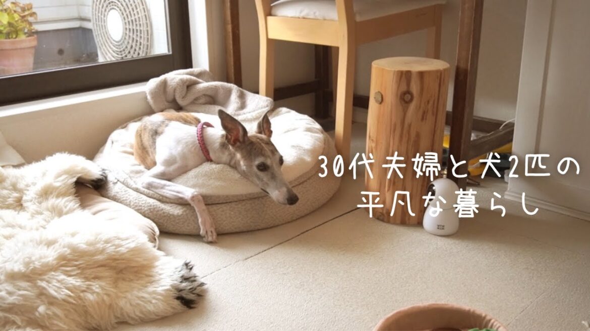 30代夫婦と犬2匹。かけがえのない愛犬と過ごす平凡だけど楽しい1日【イタグレ】【ウィペット】