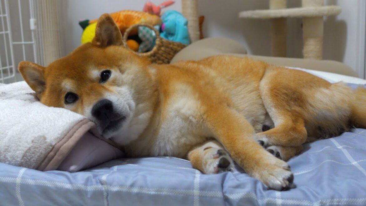 妹の不在で寂しさの限界を迎えた柴犬、大好きなママにこうなる。