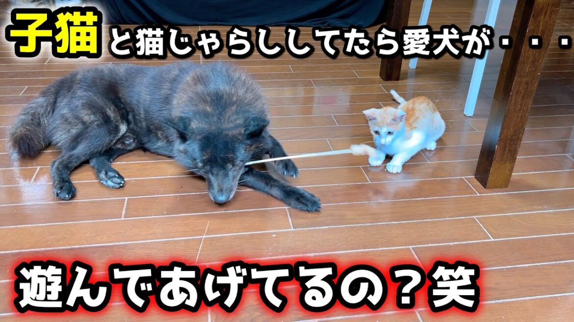 子猫と猫じゃらしで遊んでたらこうなりました笑【甲斐犬と２歳と子猫】