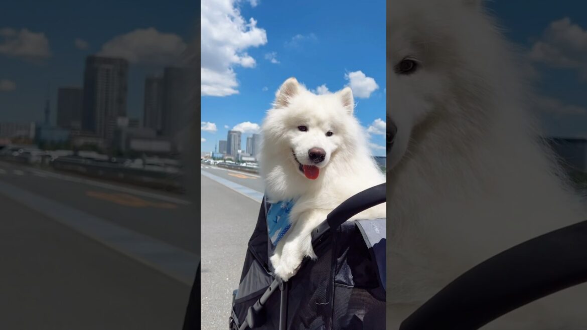 初のペットカートに楽しそうに乗る大型犬が可愛すぎた #サモエド #癒し動画 #samoyed