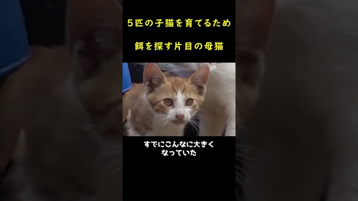 ５匹の仔猫を養うため街を奔走する母猫！🐈