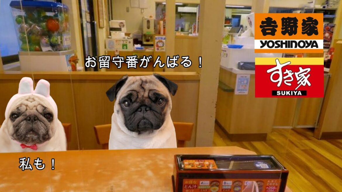 【夜のお留守番】吉野家とすき家の月見メニュー買ってくるので見守ってて下さい