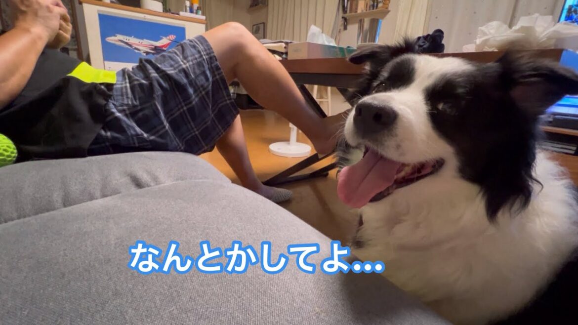 父ちゃんとソラの我慢比べ(笑) #ボーダーコリー #dog