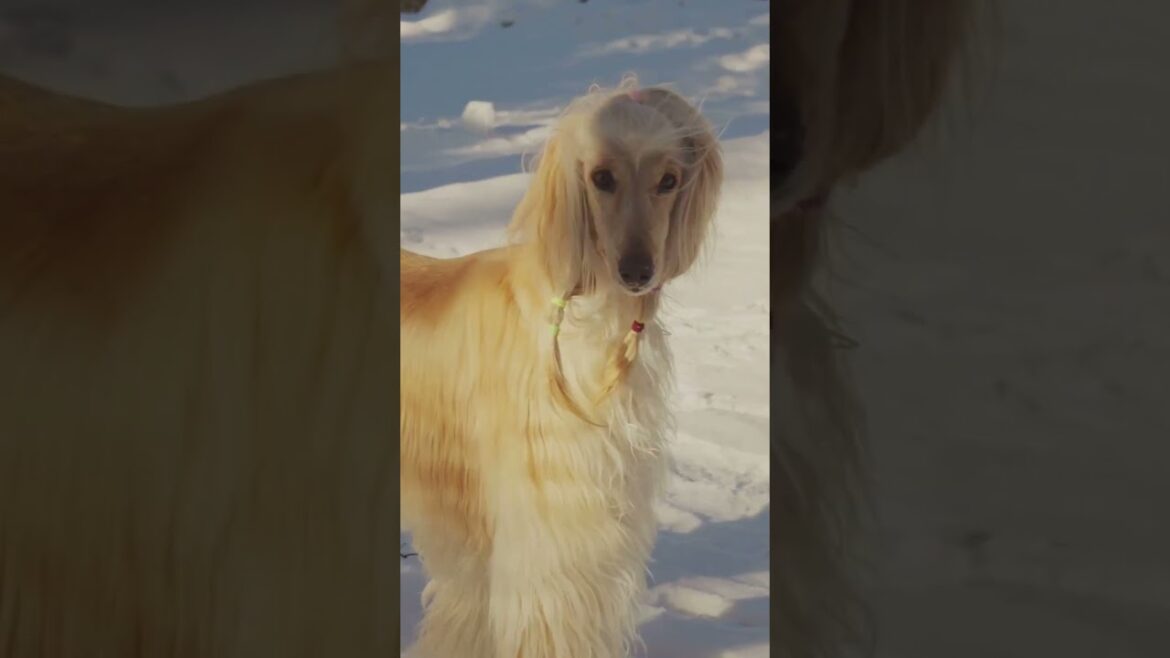Fastest Dog Breeds 🐕