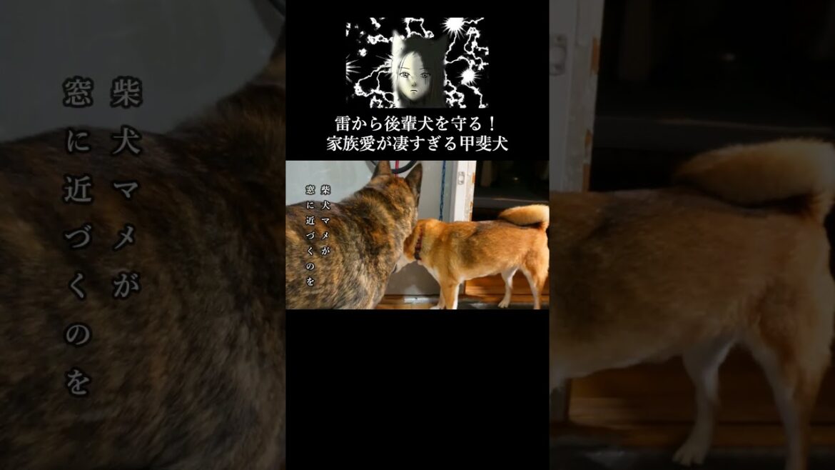 家の前に落雷！後輩犬を気遣う甲斐犬の家族愛が凄い　#甲斐犬 #柴犬 #youtubeshorts