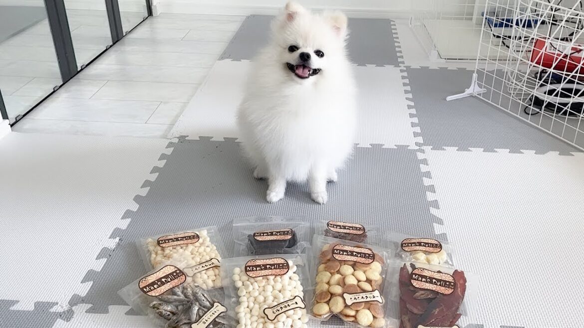 大量のおやつをもらってポメラニアンのハクさま大興奮!! 大量のおやつをもらってポメラニアンのハクさま大興奮!!