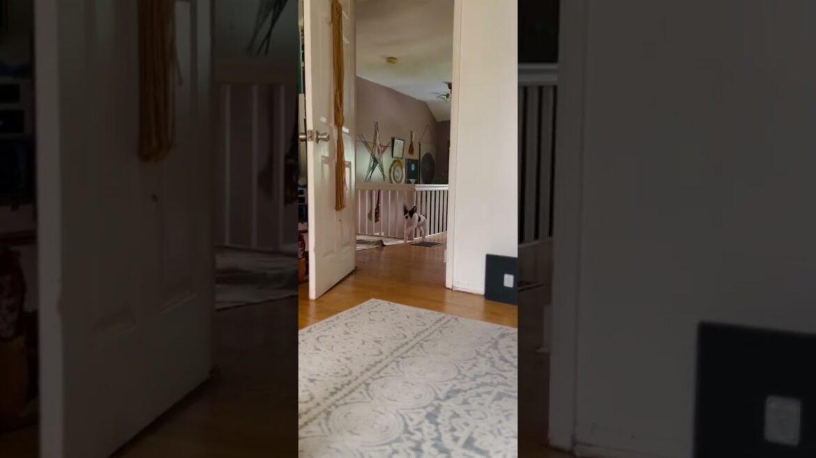 Meet Amelia a Terrier, American Staffordshire currently available for adoption! 9/4/2024 6:13:29 PM