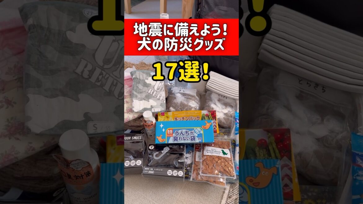 地震に備えよう！犬の防災グッズ17選#shorts #dog