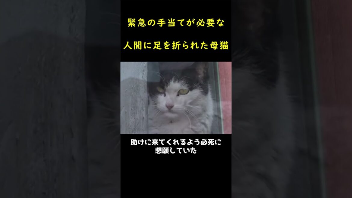 骨折した足を引きずって逃げようとする猫！！