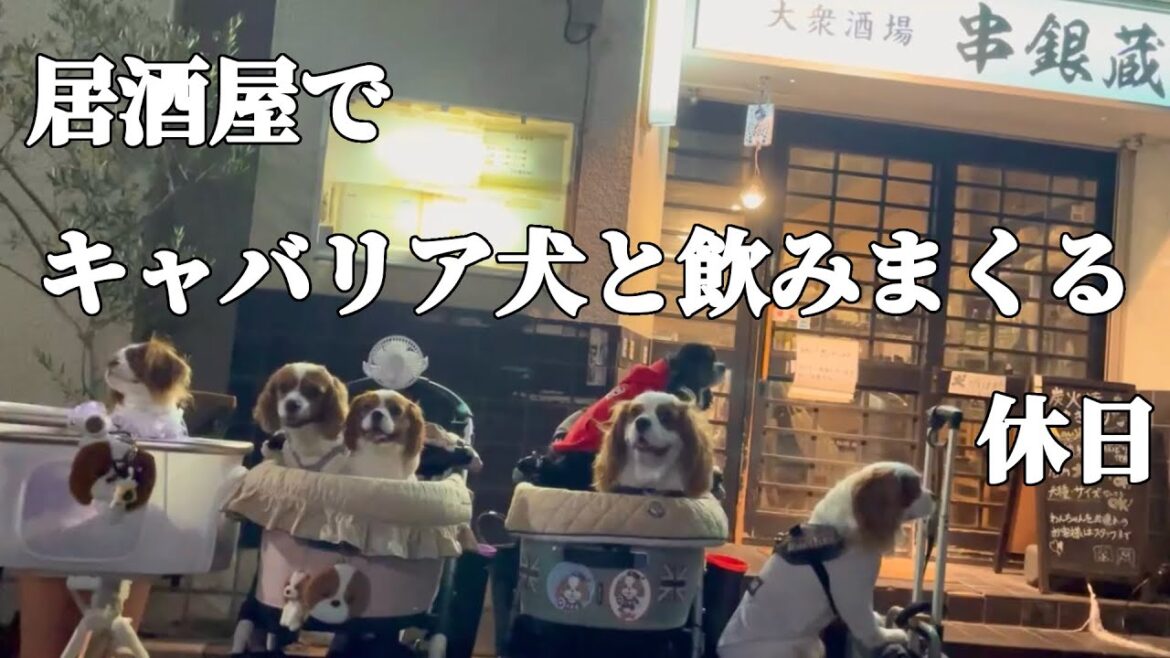 暑い日はビールと焼き鳥とキャバリア犬‼︎愛犬と居酒屋で飲みまくる休日