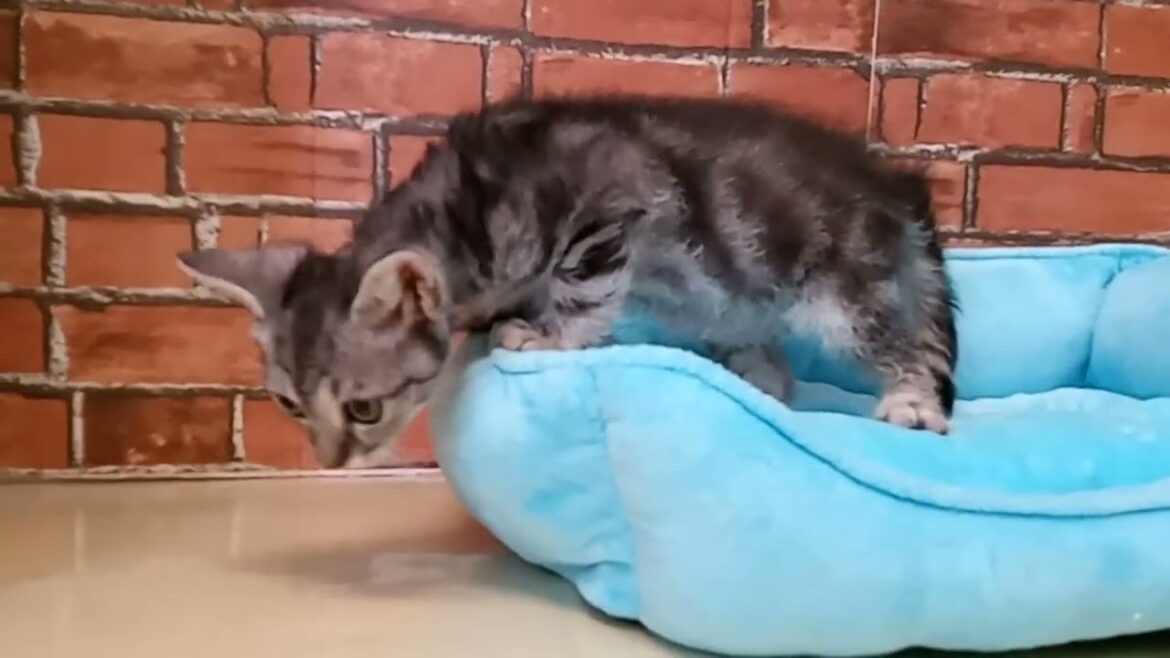 689151 スクーカム