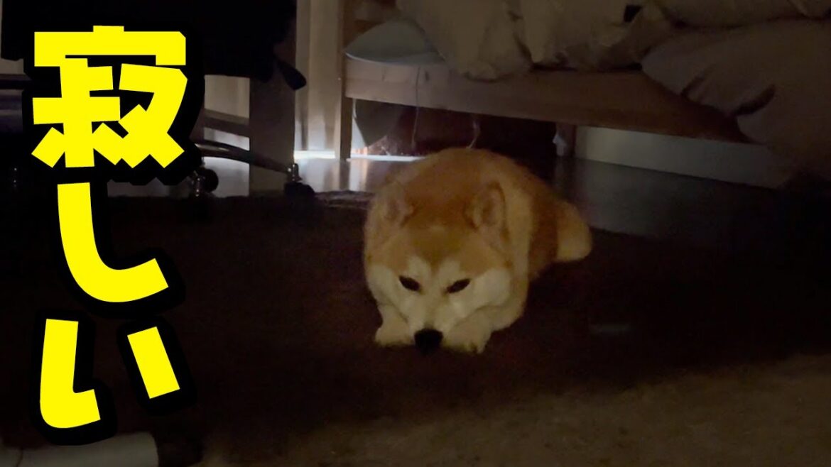 娘が居ない寂しさから姉柴犬が引きこもってしまいました…