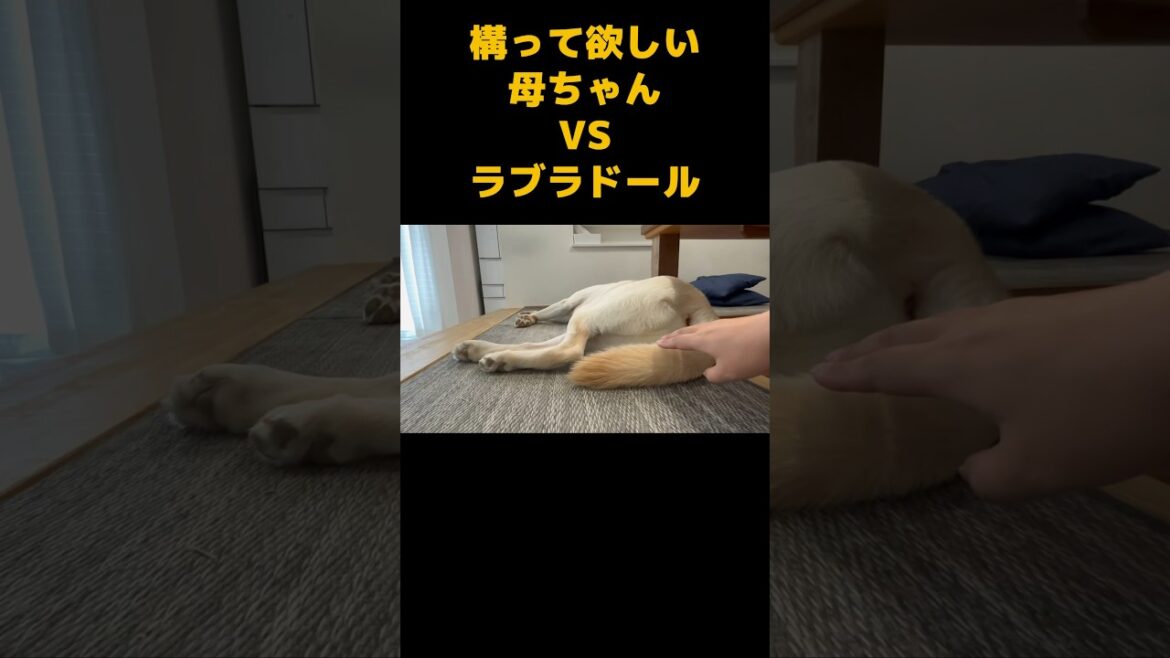 寝てるラブラドールに構って欲しいしつこい母ちゃん… #ラブラドールレトリバー #大型犬 #癒し