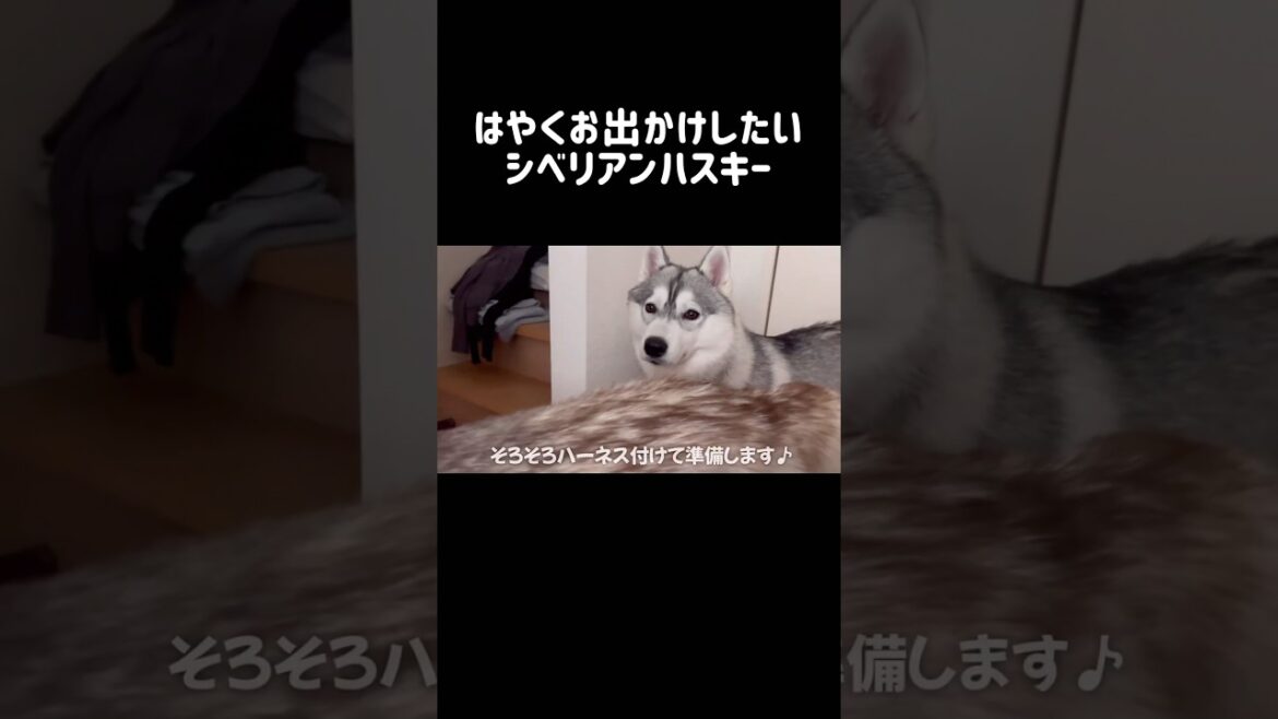 はやくお出かけしたいシベリアンハスキー #シベリアンハスキー #ハスキー #ハスキー犬