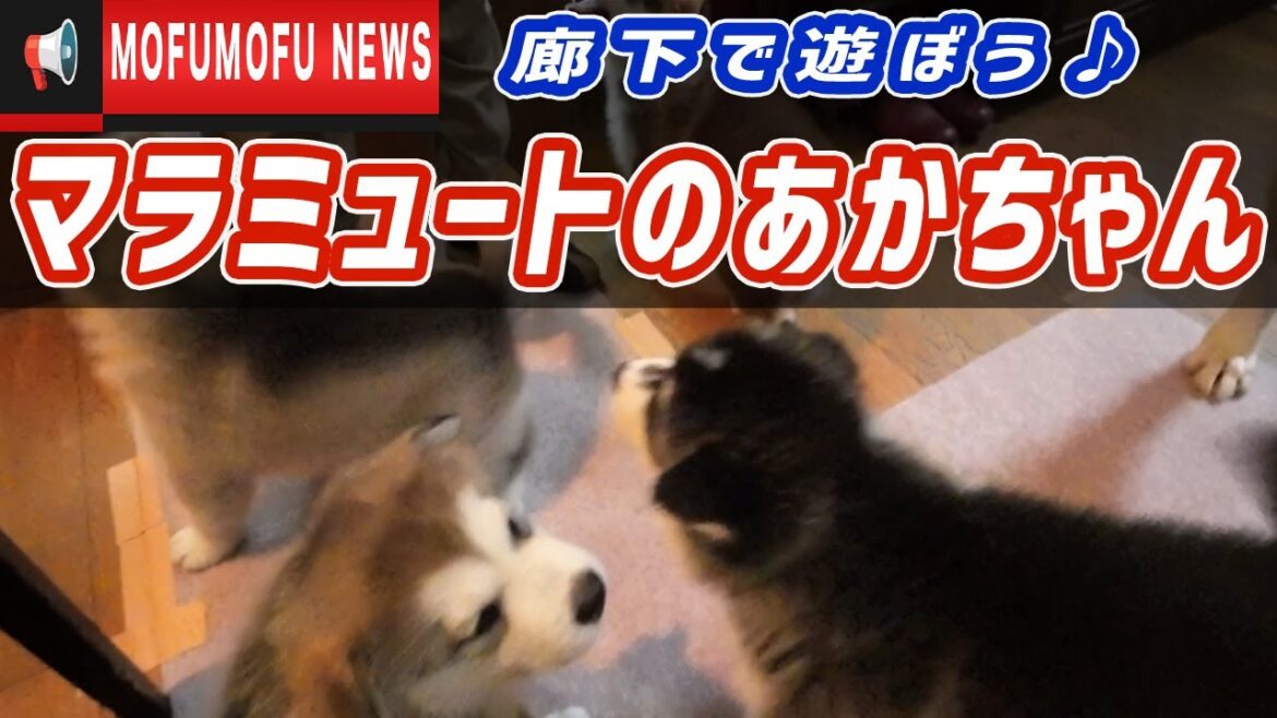 麦ちゃん＆ルナちゃんの赤ちゃん廊下遊び♪【アラスカンマラミュート】