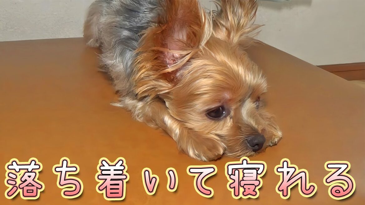 【ヨークシャテリア】ようやく落ち着いて眠れるヨークシャテリア【Yorkshire Terrier】