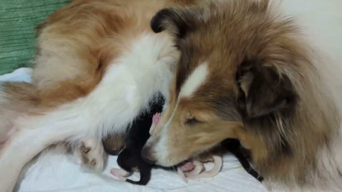 ﾗﾌｺﾘｰ　Motherlake Collies　ミコの子　生後1日目　20240901