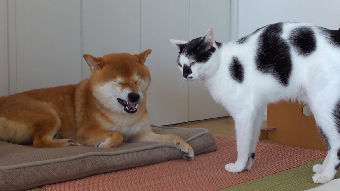 柴犬専用の布団で猫が大変なことになりました。。