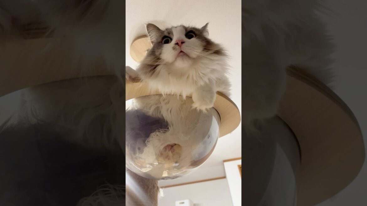 何かを目撃したちーちゃん #猫 #サイベリアン #shorts