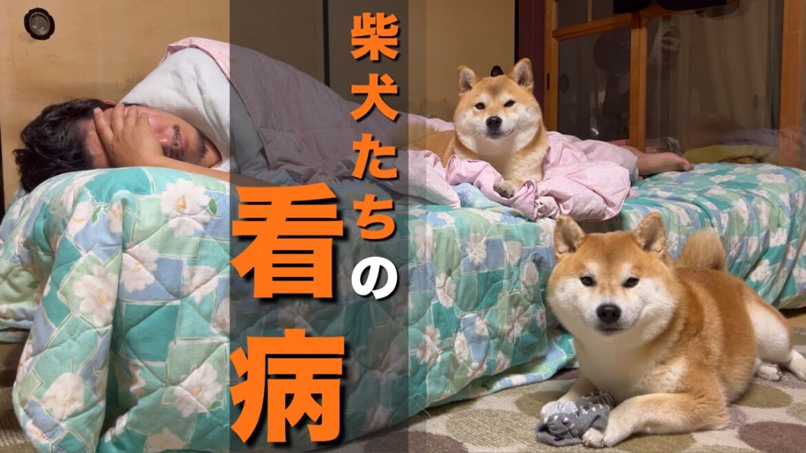 体調不良でダウンしたパパを、看病する柴犬たちの行動が笑えて泣ける