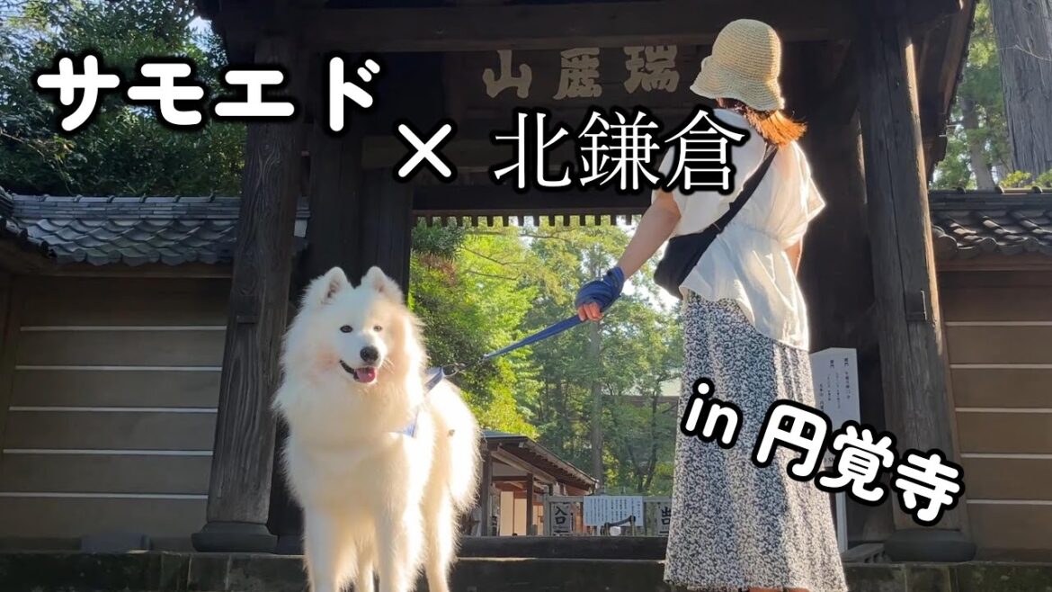 【犬 Vlog】ムンしゃんと鎌倉観光/愛犬と健康祈願してきたよ～in 北鎌倉、円覚寺～
