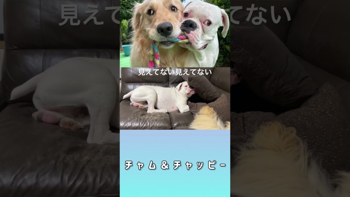 優しい人程見えてないって言うかくれんぼ　ボクサー犬