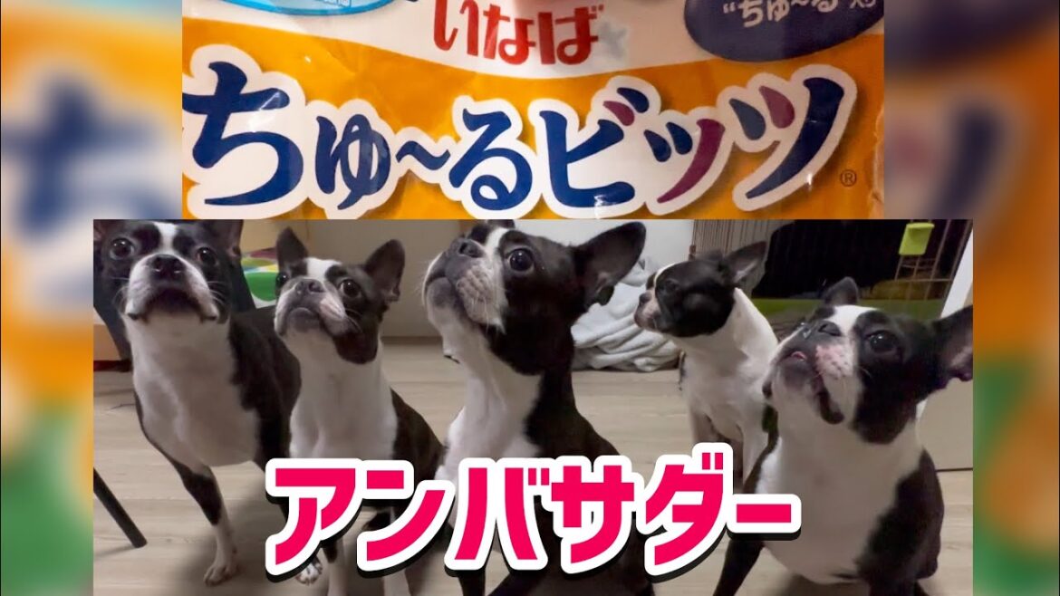 初【ちゅ〜るビッツ】みんなで試食