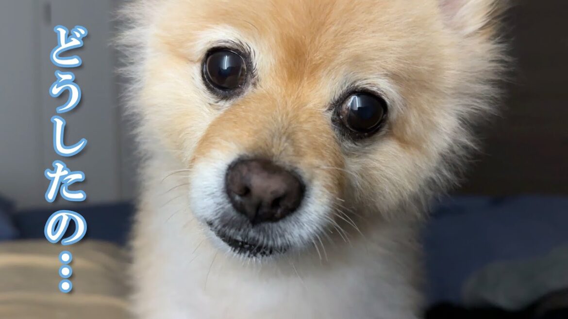 夜中に駄々をこね始める愛犬に困っています…