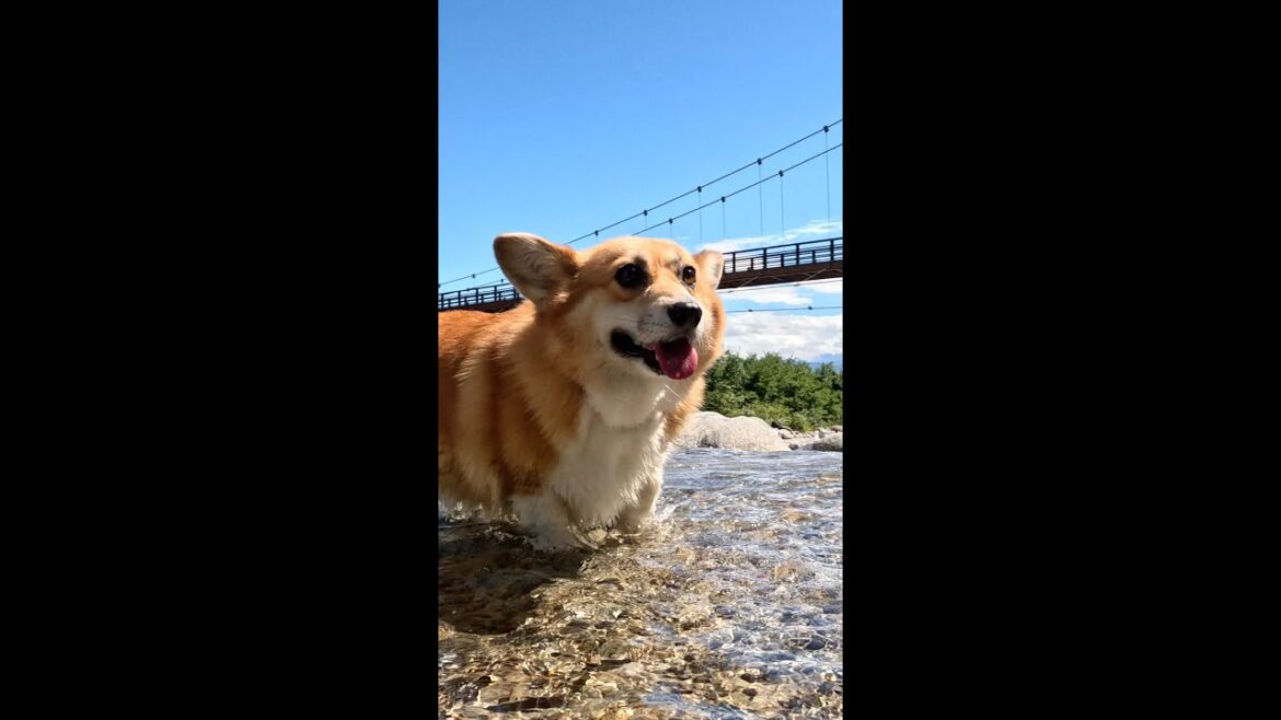 吊り橋の前で気持ち良さそうに過ごすコーギー / A corgi relaxing in front of a suspension bridge