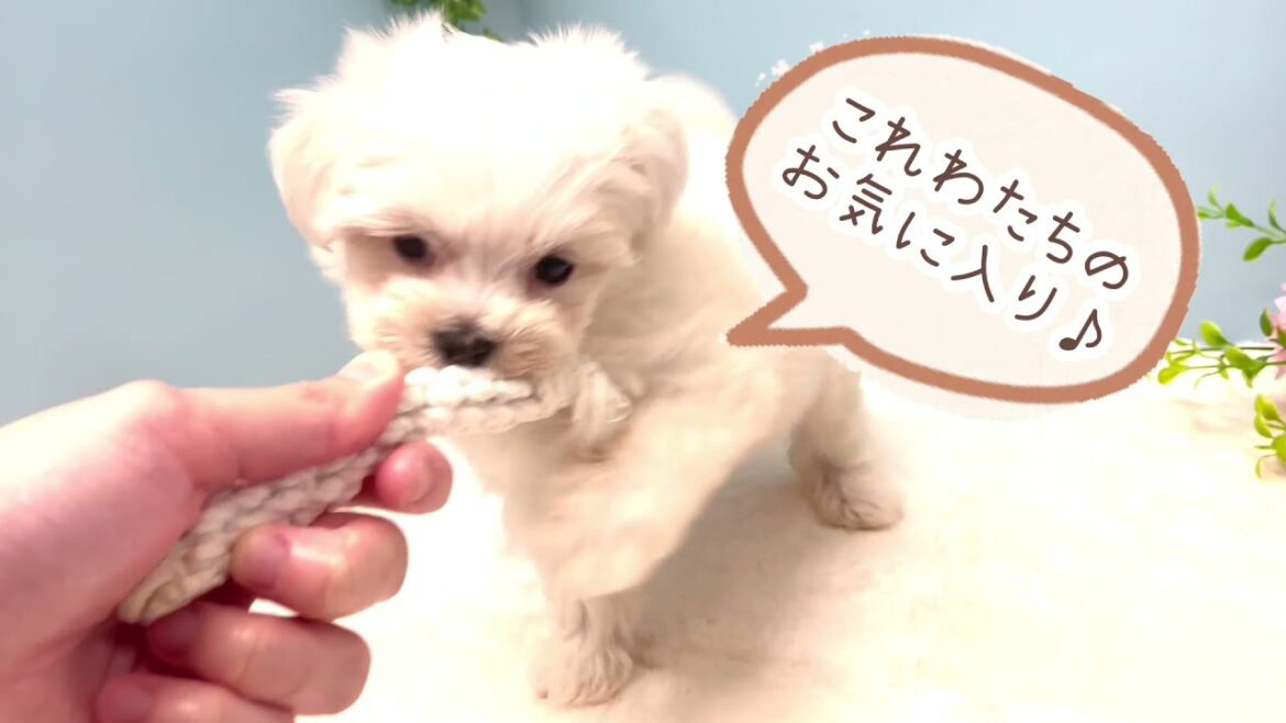 【マルチーズ×ビションフリーゼ】珍しいMIX犬登場！マルワン初登場マルビション☆彡