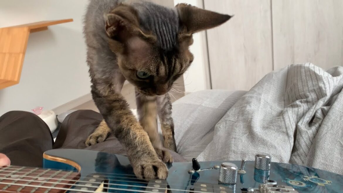 デボンレックス弟がギター練習の邪魔しにきました(Devon Rex cat prevents me from playing the guitar) デボンレックス弟がギター練習の邪魔しにきました(Devon Rex cat prevents me from playing the guitar)