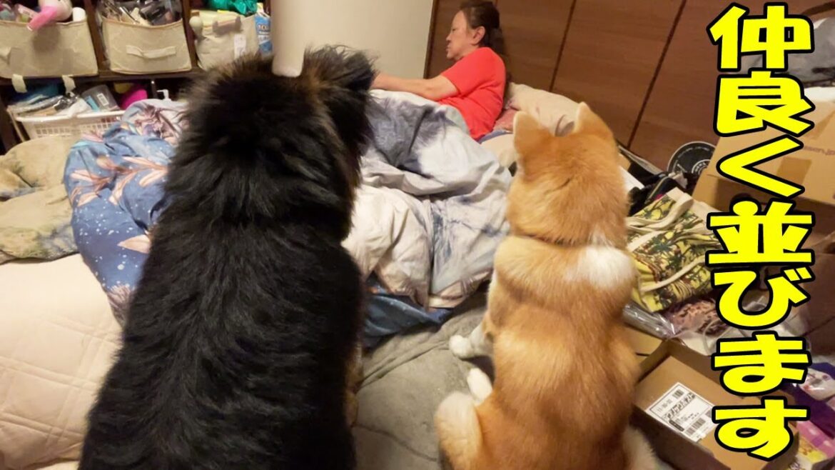 背中が物語る、おやつの時間です。シェパードマックと秋田犬そら