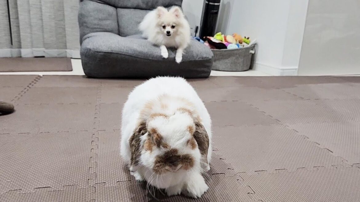【早朝4時】ポメラニアンとうさぎのモーニングルーティン